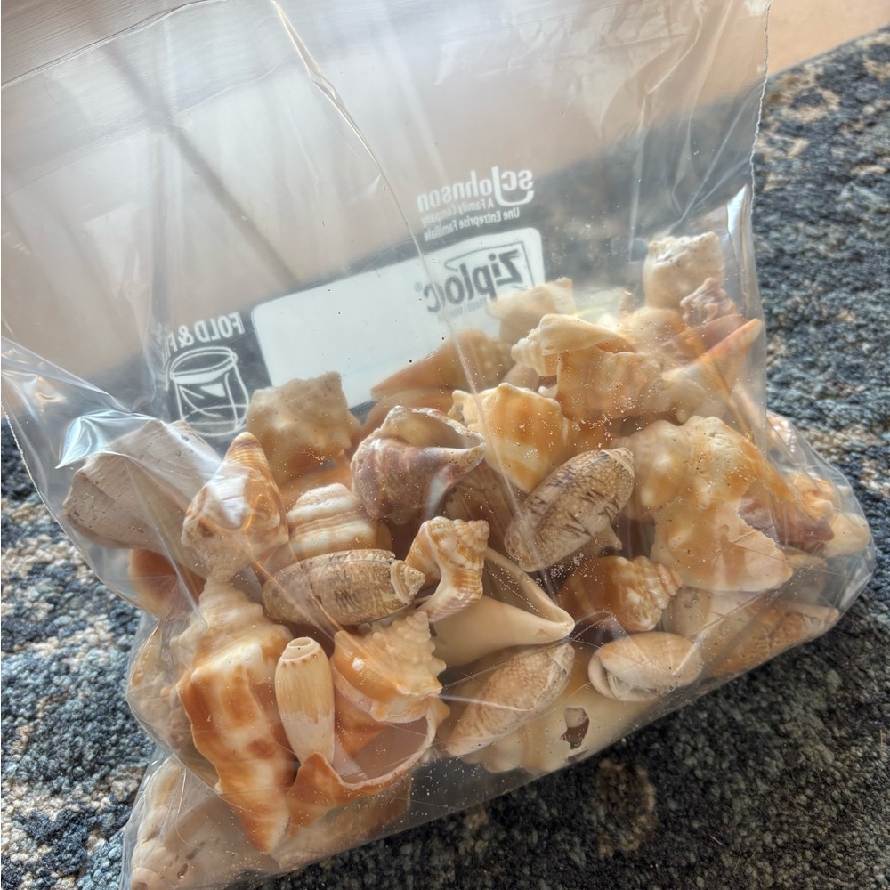 Assorted Sea Shell Collection Sanibel island SWFL